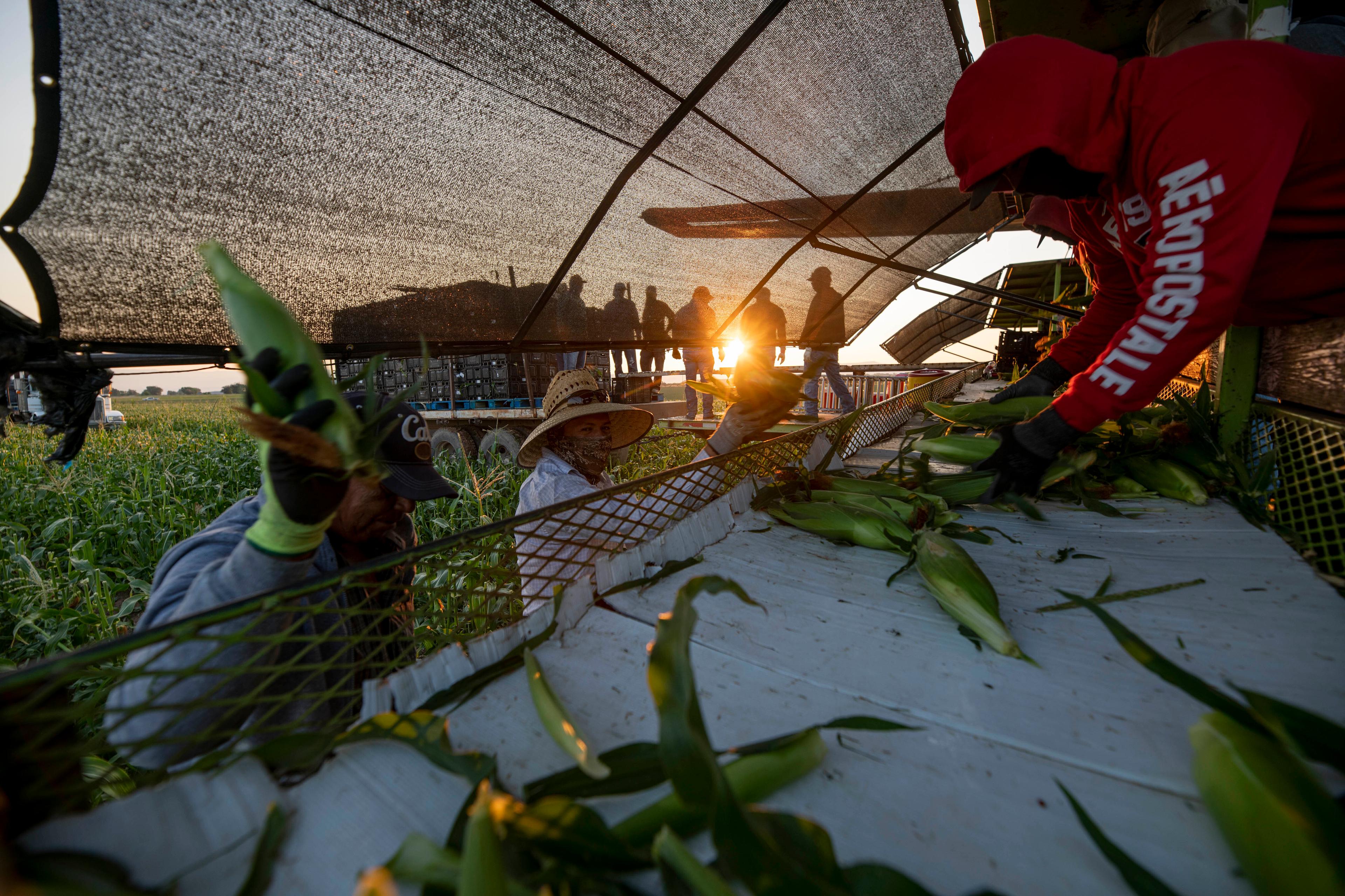 A group of workers sorting ears of corn with the sun shining low on the horizon.