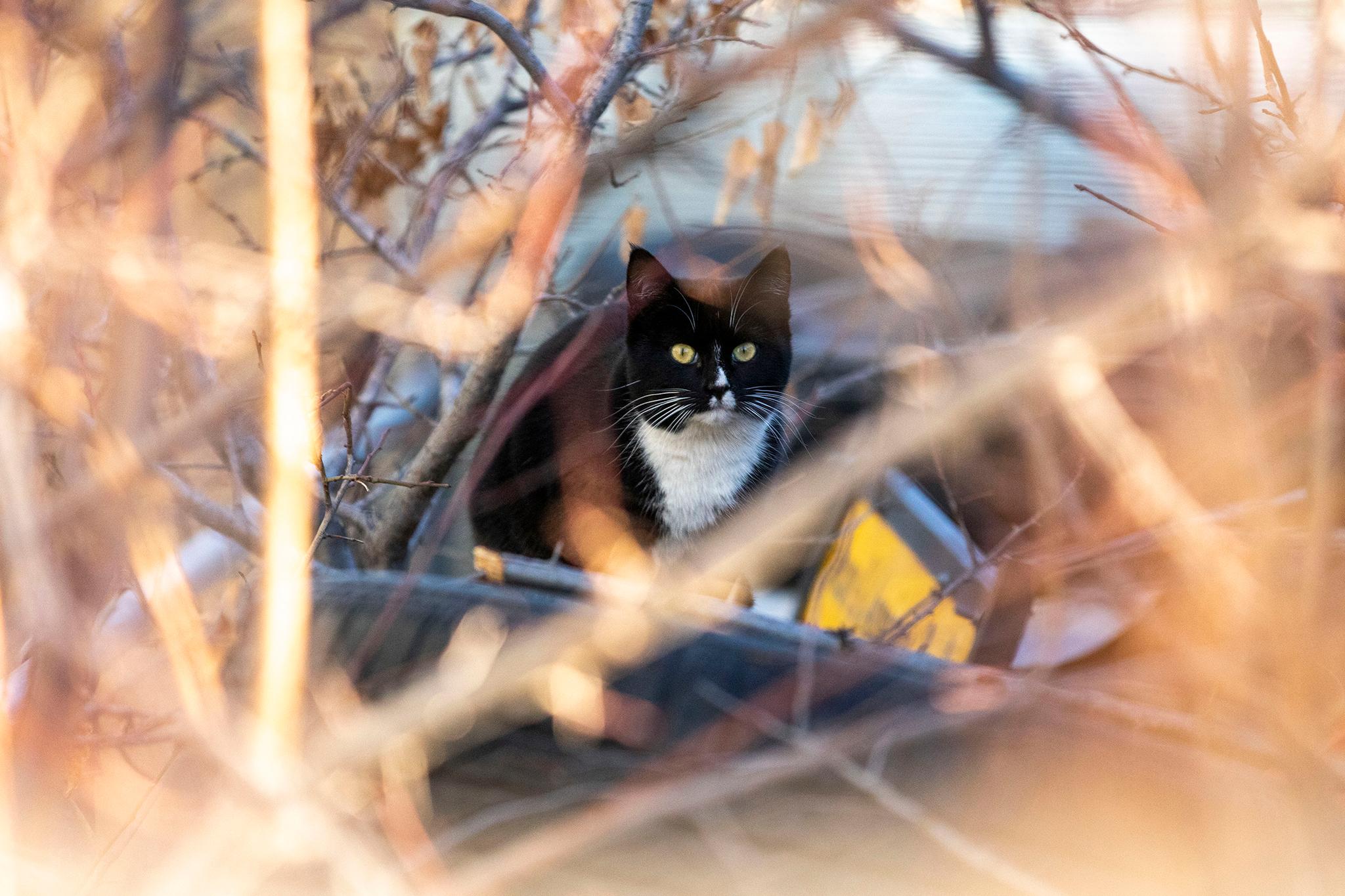 A feral cat that lives in a Commerce City neighborhood. Dec. 17, 2021.