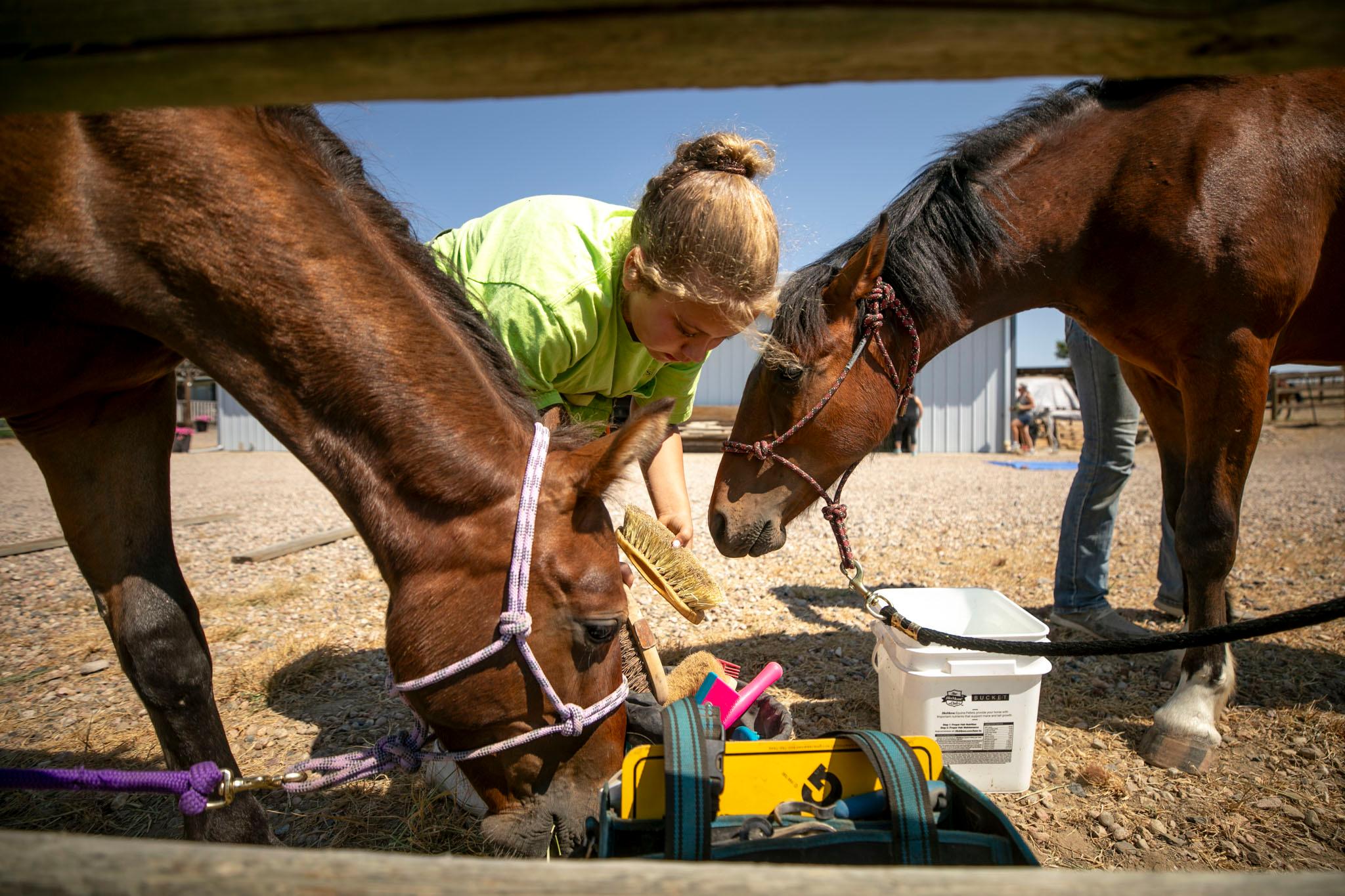 A girl bends over between two little brown horses; one sniffs the brush in her hand.