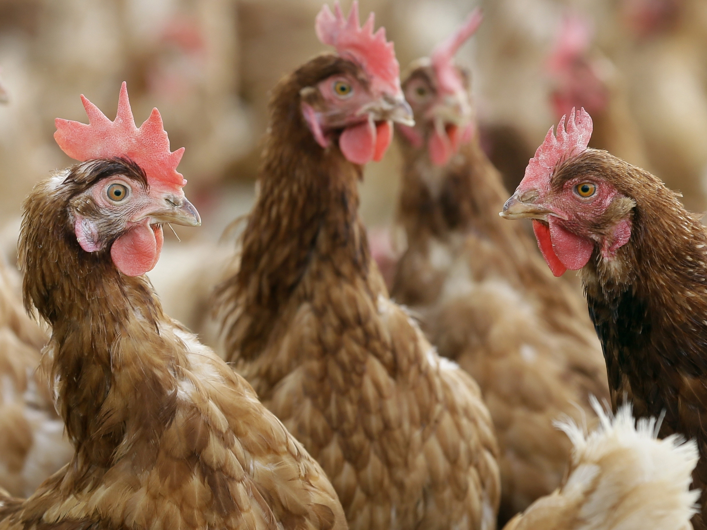 Multiple brown chickens.Multiple brown chickens.